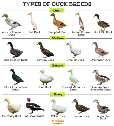 a male duck figgerits|A type of duck Figgerits .
